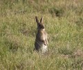 1201-1823 Namadgi (1060209)